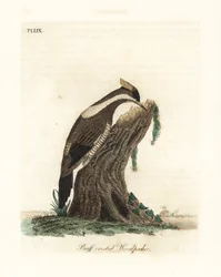 Pica-pau de crista carmesim, Campephilus melanoleucos (pica-pau de crista amarela, Picus melanoleucus). Baseado em uma skin do Leverian Museum. Placa de cobre colorida à mão desenhada e gravada por John Latham de sua própria A General History of Birds, Win