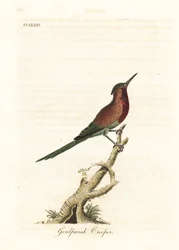 Ave de sol carmesim, Aethopyga siparaja seheriae (trepadeira de Goulpourah). Placa de cobre colorida à mão desenhada e gravada por John Latham de sua própria A General History of Birds, Winchester