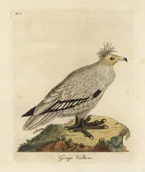 Abutre egípcio, Neophron percnopterus ginginianus.1824 (gravura)