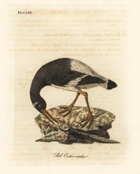 Eurasian ou pé ostralegus, Haematopus ostralegus. Placa de cobre colorida à mão desenhada e gravada por John Latham de sua própria A General History of Birds, Winchester
