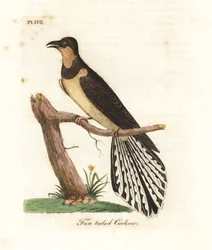 Cuco-de-cauda-em-leque, Cacomantis flabelliformis (cuco com cauda em leque, Cuculus flabelliformis). Chapa de cobre colorida à mão, desenhada e gravada por John Latham a partir da sua própria obra A General History of Birds, Winchester