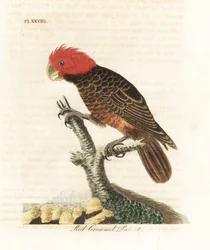 Cacatua-gang-gang, Callocephalon fimbriatum (papagaio-de-coroa-vermelha, Psittacus galeatus). Gravura em cobre colorida à mão, desenhada e gravada por John Latham da sua própria A General History of Birds, Winchester