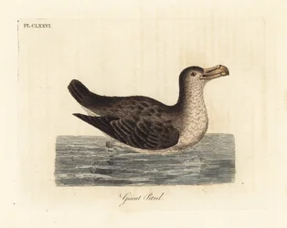 Petrel gigante, Macronectes giganteus (como Precellaria gigantea, erro para Procellaria gigantea). Placa de cobre colorida à mão desenhada e gravada por John Latham de sua própria A General History of Birds, Winchester