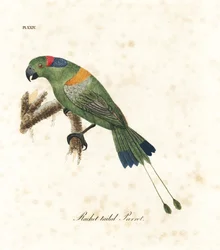 Cauda de raquete de manto dourado, Prioniturus platurus (papagaio de cauda de raquete). Placa de cobre colorida à mão desenhada e gravada por John Latham de sua própria A General History of Birds, Winchester