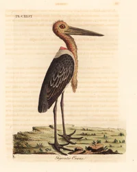 Maior ajudante, Leptoptilos duvidoso. Ameaçadas de extinção. (Garça gigante, Ardea argala.) Placa de cobre colorida à mão desenhada e gravada por John Latham de seu próprio A General History of Birds, Winchester