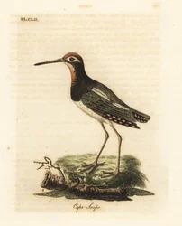 Narceja maior, Rostratula benghalensis (Narceja do cabo, Scolopax capensis). Placa de cobre colorida à mão desenhada e gravada por John Latham de sua própria A General History of Birds, Winchester