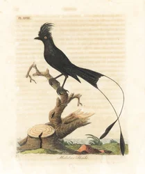 Drongo-de-raquetes-grande, Dicrurus paradiseus (picanço-de-Malabar, Lanius malabaricus). Chapa de cobre colorida à mão, desenhada e gravada por John Latham para a sua própria obra A General History of Birds, Winchester
