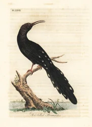 Poupa de madeira verde, Phoeniculus purpureus (promerops de bico vermelho, Upupa erythrorynchos). Placa de cobre colorida à mão desenhada e gravada por John Latham de sua própria A General History of Birds, Winchester