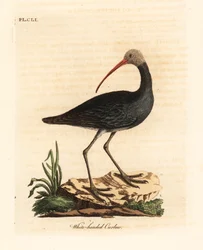 Hadada ou hadeda ibis, Bostrychia hagedash? (Maçarico de cabeça branca, Numenius leucocephalus.) Placa de cobre colorida à mão desenhada e gravada por John Latham de seu próprio A General History of Birds, Winchester