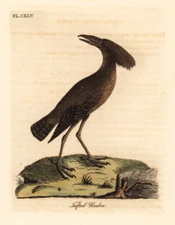 Hamerkop, Scopus umbretta (umbre tufado). Placa de cobre colorida à mão desenhada e gravada por John Latham de sua própria A General History of Birds, Winchester