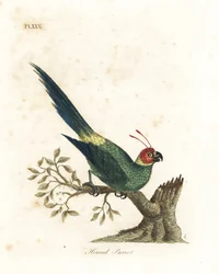 Periquito com chifres, Eunymphicus cornutus. Vulnerável (Papagaio com chifres, Psittacus bisetis.) Placa de cobre colorida à mão desenhada e gravada por John Latham de seu próprio A General History of Birds, Winchester