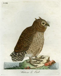 Coruja de Hutum, 1821 (gravura com a mão)