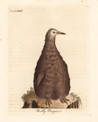 Pinguim-rei, Aptenodytes patagonicus, juvenil (Pinguim Woolly). Placa de cobre colorida à mão desenhada e gravada por John Latham de sua própria A General History of Birds, Winchester
