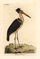 Auxiliar menor, Leptoptilos javanicus. Vulnerável. (Crânio de Modun.) Placa de cobre colorida à mão desenhada e gravada por John Latham de seu próprio A General History of Birds, Winchester