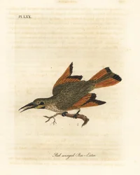 Abelharuco, Merops pusillus (Abelharuco-de-asa-vermelha, Merops erythropterus). África. Placa de cobre colorida à mão desenhada e gravada por John Latham de sua própria A General History of Birds, Winchester