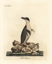 Pinguim pequeno, Eudyptula minor ou pinguim de nadadeira branca, Eudyptula minor albosignata (Aptenodytes minor). Placa de cobre colorida à mão desenhada e gravada por John Latham de sua própria A General History of Birds, Winchester