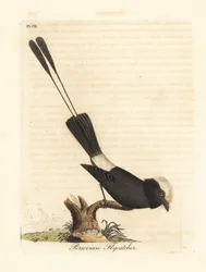 Tirano-de-cauda-longa, Colonia colonus (papa-moscas-peruano, Le Colon). Prancha de cobre colorida à mão, desenhada e gravada por John Latham para a sua própria A General History of Birds, Winchester