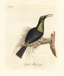Riflebird magnífico, Ptiloris magnificus (promerops tufado). Desenhado de um espécime no Museu de Bullock. Placa de cobre colorida à mão desenhada e gravada por John Latham de sua própria A General History of Birds, Winchester