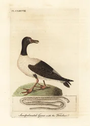 Ganso pega, semipalmata Anseranas e detalhe anatômico de sua traqueia. (Pato semipalmado, Anas semipalmatus.) Placa de cobre colorida à mão desenhada e gravada por John Latham de seu próprio A General History of Birds, Winchester