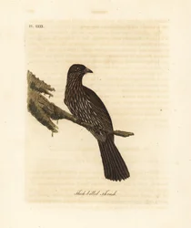Piopio da Ilha Sul da Nova Zelândia, Turnagra capensis. Extinto. (Tordo-de-bico grosso, Turdus crassirostris.) Placa de cobre colorida à mão desenhada e gravada por John Latham de seu próprio A General History of Birds, Winchester