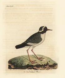 Tarambola da Nova Zelândia, Charadrius obscuro (Charadrius novae Zealandiae). Ameaçadas de extinção. Placa de cobre colorida à mão desenhada e gravada por John Latham de sua própria A General History of Birds, Winchester