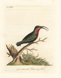 Carib-de-garganta-púrpura, Eulampis jugularis (Beija-flor-de-garnet-garnet, Trochilus granatinus). Placa de cobre colorida à mão desenhada e gravada por John Latham de sua própria A General History of Birds, Winchester