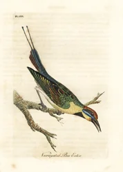 Abelharuco-arco-íris, Merops ornatus (Abelharuco variegado). Austrália. Placa de cobre colorida à mão desenhada e gravada por John Latham de sua própria A General History of Birds, Winchester