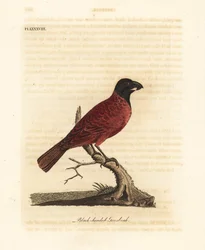 Bico-grosso-vermelho-e-preto, Periporphyrus erythromelas. Quase ameaçado. (Bico-grosso-de-cabeça-preta, Loxia erythromelas.) Gravura em cobre colorida à mão, desenhada e gravada por John Latham, da sua própria A General History of Birds, Winchester
