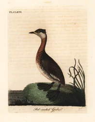 Mergulhão de pescoço vermelho, Podiceps grisegena (Podiceps rubricollis). Placa de cobre colorida à mão desenhada e gravada por John Latham de sua própria A General History of Birds, Winchester