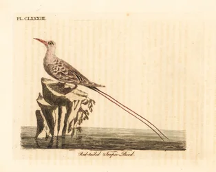 Rabo-de-palha-de-cauda-vermelha, Phaethon rubricauda (Phaeton phoenicurus). Prancha de cobre colorida à mão, desenhada e gravada por John Latham para a sua própria A General History of Birds, Winchester