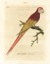 Arara vermelha, Ara macao (arara vermelha e amarela, Macrocercus aracanga). Placa de cobre colorida à mão desenhada e gravada por John Latham de sua própria A General History of Birds, Winchester