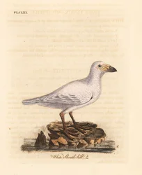 Bico de bainha nevado, Chionis albus (bico de bainha branco, Vaginalis chionis). Placa de cobre colorida à mão desenhada e gravada por John Latham de sua própria A General History of Birds, Winchester