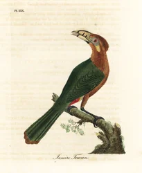Tucano-de-bico-manchado, Selenidera maculirostris, fêmea. tucano de janeiro. Placa de cobre colorida à mão desenhada e gravada por John Latham de sua própria A General History of Birds, Winchester