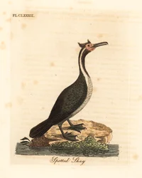 Shag manchado ou parekareka, Phalacrocorax punctatus (Pelecanus punctatus). Placa de cobre colorida à mão desenhada e gravada por John Latham de sua própria A General History of Birds, Winchester