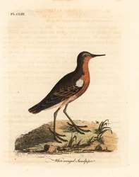 Maçarico do Taiti, Prosobonia leucoptera. Extinto. (Maçarico-de-asa-branca, Tringa leucoptera.) Placa de cobre colorida à mão desenhada e gravada por John Latham de seu próprio A General History of Birds, Winchester