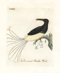 Ave-do-paraíso de doze fios, Seleucidis melanoleucus (Paradisea nigricans). Placa de cobre colorida à mão desenhada e gravada por John Latham de sua própria A General History of Birds, Winchester