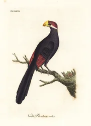 Violeta turaco ou comedor de banana violáceo, Musophaga violacea. Placa de cobre colorida à mão desenhada e gravada por John Latham de sua própria A General History of Birds, Winchester