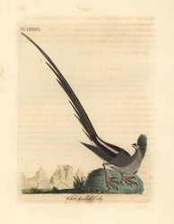 Ratinho-de-dorso-branco, Colius colius (coly-de-dorso-branco, Colius leuconotus). Placa de cobre colorida à mão desenhada e gravada por John Latham de sua própria A General History of Birds, Winchester