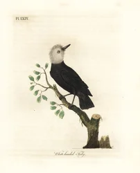 Tirano do pântano de cabeça branca, Arundinicola leucocephala (Tody de cabeça branca, Todus leucocephalus). Placa de cobre colorida à mão desenhada e gravada por John Latham de sua própria A General History of Birds, Winchester