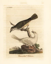 Pássaro-campainha-branco, Procnias albus, macho e fêmea (tagarela-carunculado, Ampelis carunculata). Gravura em cobre colorida à mão, desenhada e gravada por John Latham, da sua própria A General History of Birds, Winchester