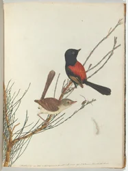 Toutinegra vermelha e vermelha. Lewis, John Aves de New South Wales com sua história natural. Sydney- G