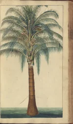 Uma página de &39;Elegâncias da Jamaica&39;, 403