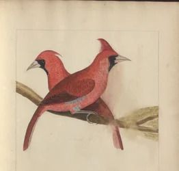 Uma página de &39;Elegancies of Jamaica&39;, Vol V