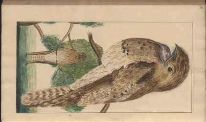 Uma página de &39;Elegancies of Jamaica&39;, Vol V, 23
