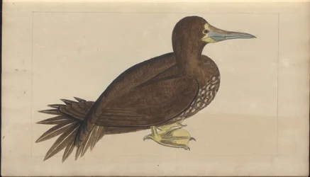 Uma página de &39;Elegancies of Jamaica&39;, Vol V, 2