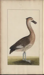 Uma página de &39;Elegancies of Jamaica&39;, Vol V, 5