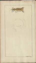Desenhos de Lindsay Vol. VII, 24
