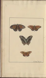 Desenhos de Lindsay Vol. VI, 29