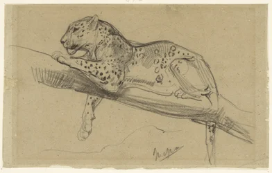 Estudo de um leopardo, deitado sobre um ramo