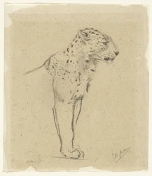 Estudo de um leopardo de pé